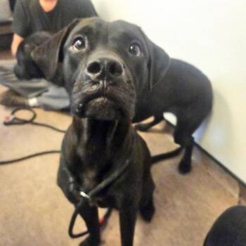 Zack -  Labrador Retriever and Mixed Breed Dog for Adoption in Brentwood, Missouri - Zack | PetCurious