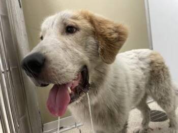 Jones -  Mixed Breed Dog for Adoption in Lafayette, Indiana - Jones | PetCurious