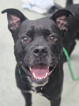 Otis -  Labrador Retriever and Boxer Dog for Adoption in Danielsville, Georgia - Otis | PetCurious