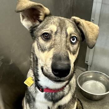 Mixed Breed Dogs Available for Adoption - WOOLY | PetCurious