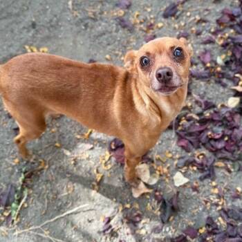 Wink -  Chihuahua Dog for Adoption in Mountain Center, California - Wink | PetCurious