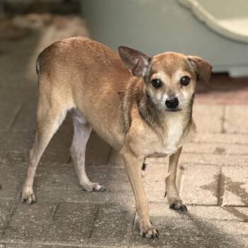 Nelly -  Chihuahua Dog for Adoption in Locust Fork, Alabama - Nelly | PetCurious