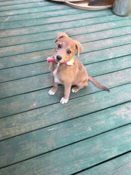 Mixed Breed Dogs Available for Adoption in Taycheedah, Wisconsin - Woodlyn | PetCurious