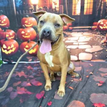 PAPA JOHN -  Pit Bull Terrier Dog for Adoption in Long Beach, California - PAPA JOHN | PetCurious