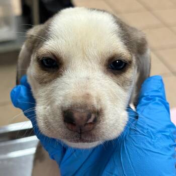 Chanel -  Hound and Mixed Breed Dog for Adoption in Birmingham, Alabama - Chanel | PetCurious