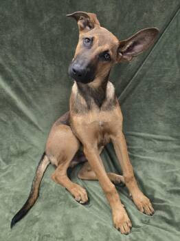 Rescue Mixed Breed Dogs for Adoption in Frankfort, Indiana - Chicken | PetCurious