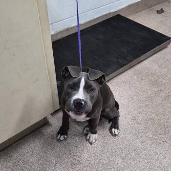 Pumper-nickel -  Pit Bull Terrier Dog for Adoption in Ardmore, Oklahoma - Pumper-nickel | PetCurious