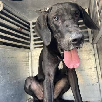 Ginn -  Great Dane Dog for Adoption in Edinburg, Texas - Ginn | PetCurious