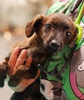 Nicki -  Dachshund and Cocker Spaniel Dog for Adoption in Churchville, New York - Nicki | PetCurious