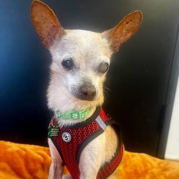 Chihuahua Dogs Available for Adoption in San Francisco, California - Grommet 11651 | PetCurious