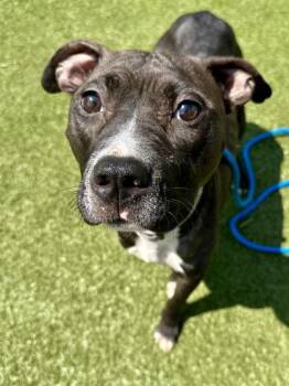 Birthday Cake Oreo -  Mixed Breed Dog for Adoption in Wichita, Kansas - Birthday Cake Oreo | PetCurious