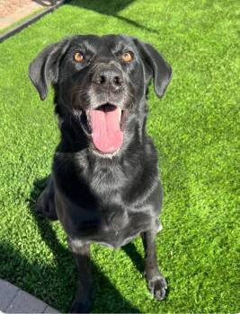 Labrador Retriever Dogs Available for Adoption in Heber City, Utah - Coco | PetCurious