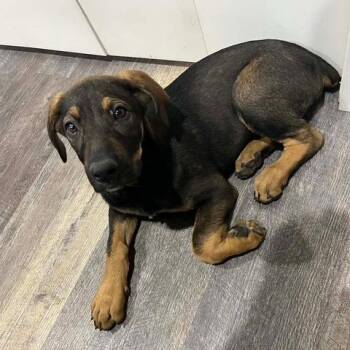 Doberman Pinscher and Mixed Breed Dogs Available for Adoption in Spokane, Washington - Rainier | PetCurious