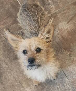 Marty -  Norwich Terrier and Terrier Dog for Adoption in Cottonwood, Arizona - Marty | PetCurious