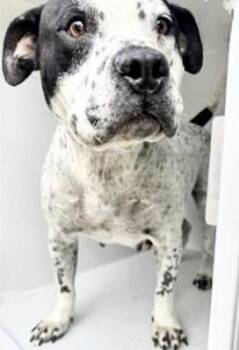 Pit Bull Terrier and Mixed Breed Dogs Available for Adoption - A652316 | PetCurious