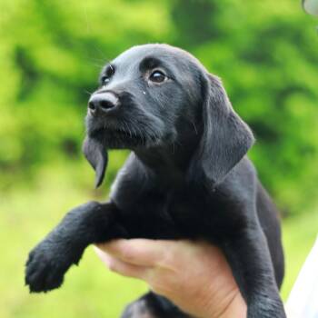 Labrador Retriever and Mixed Breed Dogs Available for Adoption in Stormville, New York - CT Arugula Avail May 30 (Ellington, CT) | PetCurious