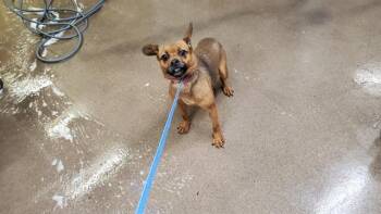 COZY HEART PENGUIN -  Cairn Terrier and Mixed Breed Dog for Adoption in Aurora, Illinois - COZY HEART PENGUIN | PetCurious