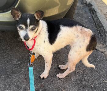 Chihuahua Dogs Available for Adoption - Pixie | PetCurious