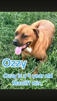 Mastiff and Boxer Dogs Available for Adoption - Ozzy | PetCurious