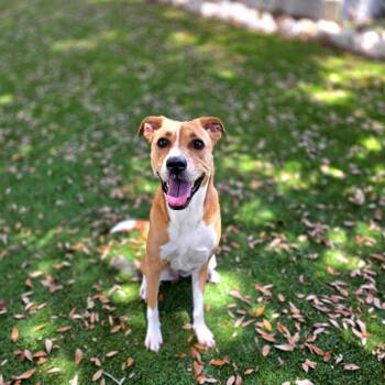 Bella -  Greyhound and Mixed Breed Dog for Adoption in Port Charlotte, Florida - Bella | PetCurious