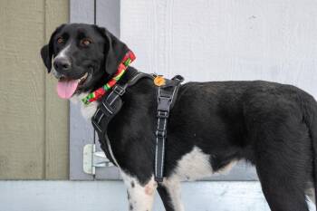 Bali - Foster to Adopt -  Pointer and Mixed Breed Dog for Adoption in Savage, Minnesota - Bali - Foster To Adopt | PetCurious