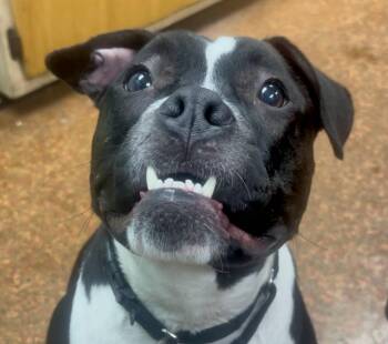 Rescue Pit Bull Terrier Dogs for Adoption in Euclid, Ohio - Ozzie | PetCurious