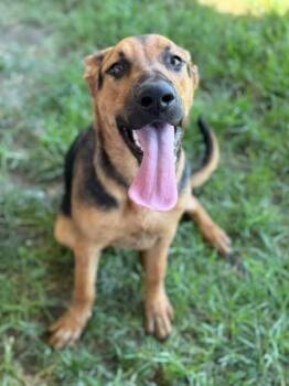 Rescue German Shepherd Dog and Mixed Breed Dogs for Adoption in Riverside, California - PONG | PetCurious