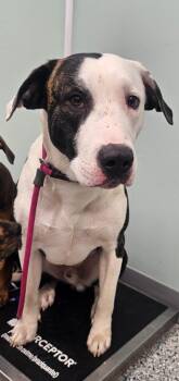 Zoro -  Terrier Dog for Adoption in Athens, Tennessee - Zoro | PetCurious