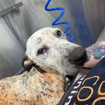 Cream Cheese -  Pit Bull Terrier Dog for Adoption in Morganton, North Carolina - Cream Cheese | PetCurious