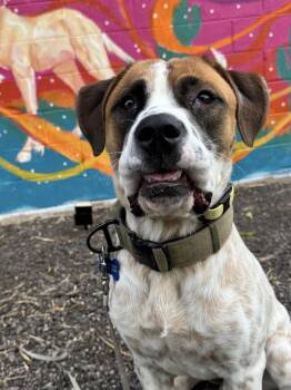 Bennett -  Pit Bull Terrier and Saint Bernard Dog for Adoption in Goodyear, Arizona - Bennett | PetCurious