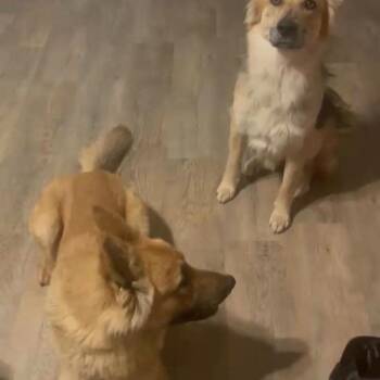 Koda -  Australian Shepherd and Shepherd Dog for Adoption in Brock, Texas - Koda | PetCurious