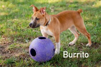 Burrito -  Carolina Dog Dog for Adoption in Douglas, Massachusetts - Burrito | PetCurious