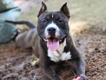 American Staffordshire Terrier and Mixed Breed Dogs Available for Adoption in Tallahassee, Florida - COLBY | PetCurious