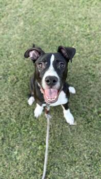 Rescue Pit Bull Terrier Dogs for Adoption in Ayden, North Carolina - Sully | PetCurious