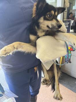 Shetland Sheepdog Sheltie and Chihuahua Dogs Available for Adoption - Fox | PetCurious