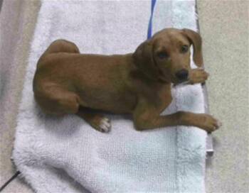 ROSCOE -  Treeing Walker Coonhound and Mixed Breed Dog for Adoption in Tallahassee, Florida - ROSCOE | PetCurious
