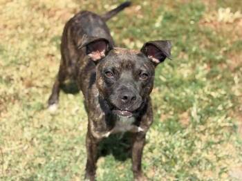 FINN -  Pit Bull Terrier Dog for Adoption in Tulsa, Oklahoma - FINN | PetCurious
