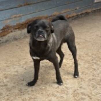 Rescue Pug Dogs for Adoption in Broomfield, Colorado - GIZMO | PetCurious