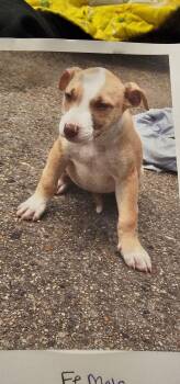 Pit Bull Terrier Dogs Available for Adoption in Biloxi, Mississippi - Miss Gibble Bigfoot | PetCurious