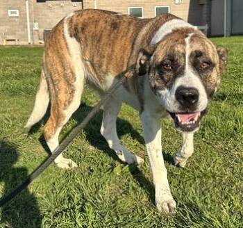 Great Pyrenees and Pit Bull Terrier Dogs Available for Adoption in Evansville, Indiana - AnnaBelle | PetCurious