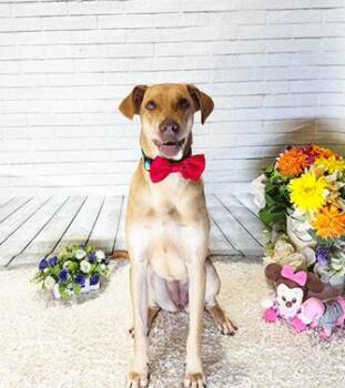 SHELBIA -  Labrador Retriever Dog for Adoption in Castro Valley, California - SHELBIA | PetCurious