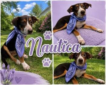 Nautica -  Australian Shepherd and Mixed Breed Dog for Adoption in Seagoville, Texas - Nautica | PetCurious