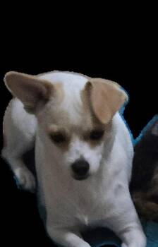 Edith -  Rat Terrier Dog for Adoption in Suffolk, Virginia - Edith | PetCurious