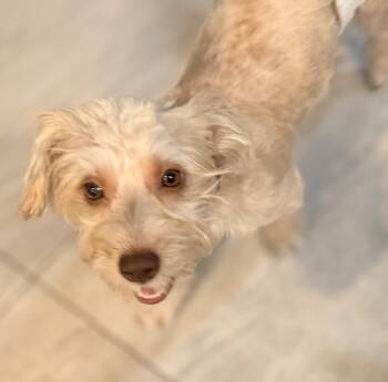 Denali -  Terrier and Yorkshire Terrier Dog for Adoption in Scottsdale, Arizona - Denali | PetCurious