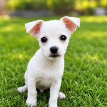 Hank -  Chihuahua and Terrier Dog for Adoption in Humble, Texas - Hank | PetCurious