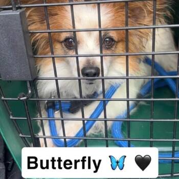 Papillon Dogs Available for Adoption in Plainfield, Illinois - Butterfly  | PetCurious