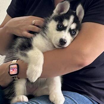 Mendocino -  Husky and Mixed Breed Dog for Adoption in Hawthorne, California - Mendocino | PetCurious