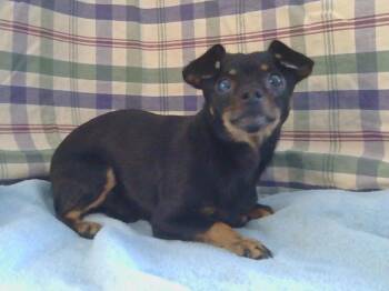 Rescue Chihuahua and Miniature Pinscher Dogs for Adoption in Sacramento, California - SIMON | PetCurious