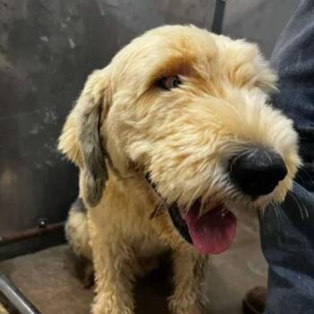 Boomer -  Sheep Dog Dog for Adoption in Helena, Alabama - Boomer | PetCurious