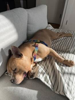 Doug -  Mixed Breed Dog for Adoption - Doug | PetCurious
